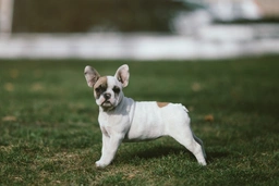 French Bulldog Dogs Breed - Information, Temperament, Size & Price | Lancaster Puppies
