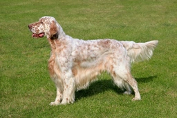 English Setter Dogs Breed - Information, Temperament, Size & Price | Lancaster Puppies