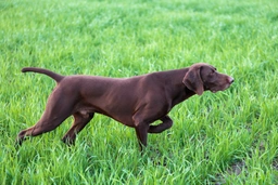 German Shorthaired Pointer Dogs Breed - Information, Temperament, Size & Price | Lancaster Puppies