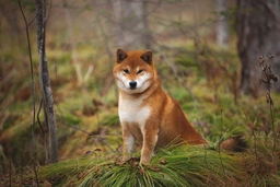 Japanese Shiba Inu Dogs Breed - Information, Temperament, Size & Price | Pets4Homes