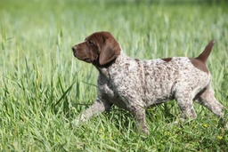 German Shorthaired Pointer Dogs Breed - Information, Temperament, Size & Price | Lancaster Puppies