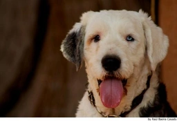 Old English Sheepdog Dogs Ras: Karakter, Levensduur & Prijs | Puppyplaats