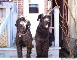 Riesenschnauzer Dogs Ras: Karakter, Levensduur & Prijs | Puppyplaats