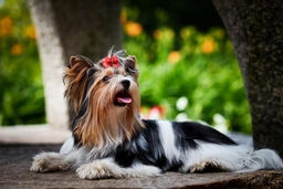 Biewer Terrier Dogs Ras: Karakter, Levensduur & Prijs | Puppyplaats