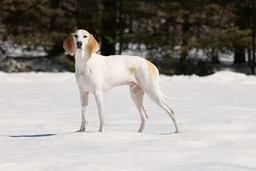 Porcelaine Dogs Razza - Prezzo, Temperamento & Foto | AnnunciAnimali