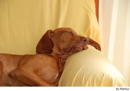 Vizsla korthaar Dogs Ras: Karakter, Levensduur & Prijs | Puppyplaats