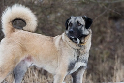 Anatolische Herdershond Dogs Ras: Karakter, Levensduur & Prijs | Puppyplaats