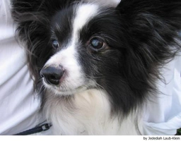 Vlinderhondje Dogs Ras: Karakter, Levensduur & Prijs | Puppyplaats