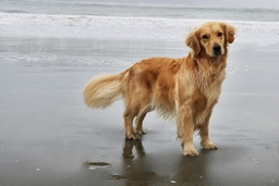 Golden Retriever Dogs Breed - Information, Temperament, Size & Price | Pets4Homes