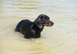 Slovensky Kopov Dogs Breed - Information, Temperament, Size & Price | Lancaster Puppies