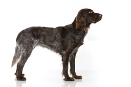 Heidewachtel Dogs Ras: Karakter, Levensduur & Prijs | Puppyplaats