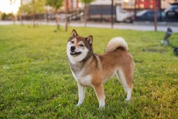 Japanese Shiba Inu Dogs Breed - Information, Temperament, Size & Price | Pets4Homes