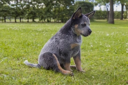 Boyero de Australia Dogs Raza - Características, Fotos & Precio | MundoAnimalia