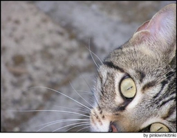 Europeo de Pelo Corto Cats Raza - Características, Fotos & Precio | MundoAnimalia