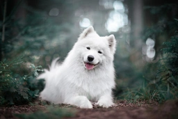 Samoyed Dogs Breed - Information, Temperament, Size & Price | Pets4Homes