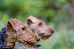 Welsh Terrier Dogs Raza - Características, Fotos & Precio | MundoAnimalia