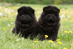 Chow Chow Dogs Breed - Information, Temperament, Size & Price | Lancaster Puppies