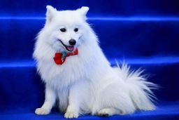 Volpino italiano Dogs Razza - Prezzo, Temperamento & Foto | AnnunciAnimali