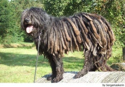 Bergamasco Dogs Breed - Information, Temperament, Size & Price | Lancaster Puppies