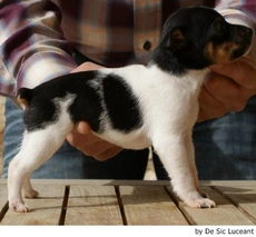 Gos Rater Valencià Dogs Raza - Características, Fotos & Precio | MundoAnimalia