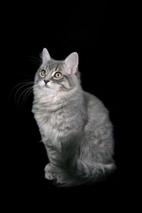 RagaMuffin Cats Razza - Prezzo, Temperamento & Foto | AnnunciAnimali