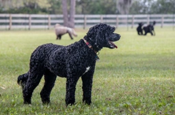 Portuguese Water Dog Dogs Breed - Information, Temperament, Size & Price | Lancaster Puppies