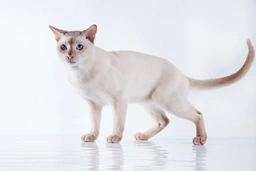 Tonkinese Cats Breed - Information, Temperament, Size & Price | Pets4Homes
