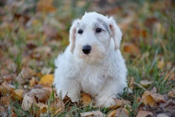 Sealyham Terrier Dogs Breed - Information, Temperament, Size & Price | Pets4Homes