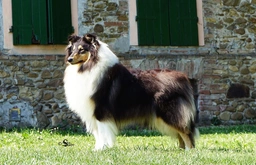 Pastore Scozzese Dogs Razza - Prezzo, Temperamento & Foto | AnnunciAnimali