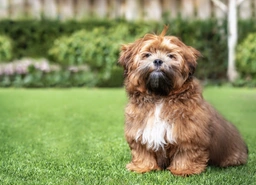 Shichon Dogs Breed - Information, Temperament, Size & Price | Lancaster Puppies