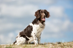 Heidewachtel Dogs Ras: Karakter, Levensduur & Prijs | Puppyplaats