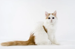 Turkish Van Cats Breed - Information, Temperament, Size & Price | Pets4Homes