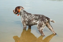 German Wirehaired Pointer Dogs Breed - Information, Temperament, Size & Price | Lancaster Puppies