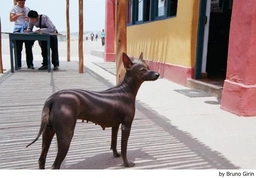 Perro Sin Pelo de Perú Dogs Raza - Características, Fotos & Precio | MundoAnimalia