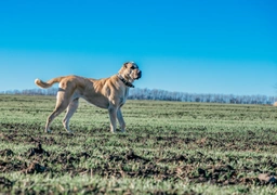 Turkish Kangal Dogs Breed - Information, Temperament, Size & Price | Pets4Homes