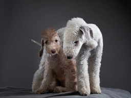 Bedlington Terrier Dogs Razza - Prezzo, Temperamento & Foto | AnnunciAnimali