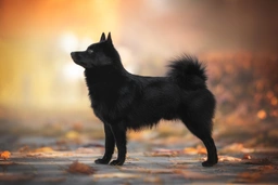 Schipperke Dogs Breed - Information, Temperament, Size & Price | Pets4Homes