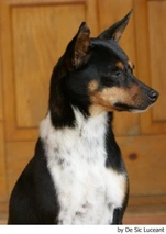 Gos Rater Valencià Dogs Raza - Características, Fotos & Precio | MundoAnimalia