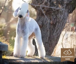 Bedlington Terrier Dogs Razza - Prezzo, Temperamento & Foto | AnnunciAnimali