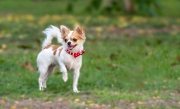 Chihuahua Dogs Razza - Prezzo, Temperamento & Foto | AnnunciAnimali