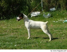 Ratonero Bodeguero Andaluz Dogs Raza - Características, Fotos & Precio | MundoAnimalia