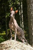 Perro Sin Pelo de Perú Dogs Raza - Características, Fotos & Precio | MundoAnimalia