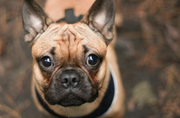 Frug Dogs Breed - Information, Temperament, Size & Price | Lancaster Puppies