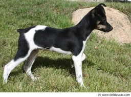 Gos Rater Valencià Dogs Raza - Características, Fotos & Precio | MundoAnimalia