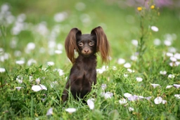 Russian Toy Terrier Dogs Breed - Information, Temperament, Size & Price | Lancaster Puppies