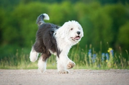 Old English Sheepdog Dogs Breed - Information, Temperament, Size & Price | Pets4Homes