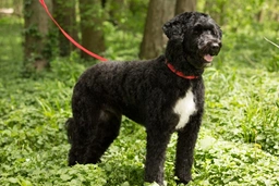 Portuguese Water Dog Dogs Breed - Information, Temperament, Size & Price | Lancaster Puppies