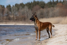 Mechelse Herder Dogs Ras: Karakter, Levensduur & Prijs | Puppyplaats