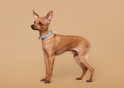 Russian Toy Terrier Dogs Breed - Information, Temperament, Size & Price | Lancaster Puppies