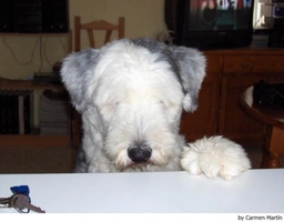 Old English Sheepdog Dogs Ras: Karakter, Levensduur & Prijs | Puppyplaats